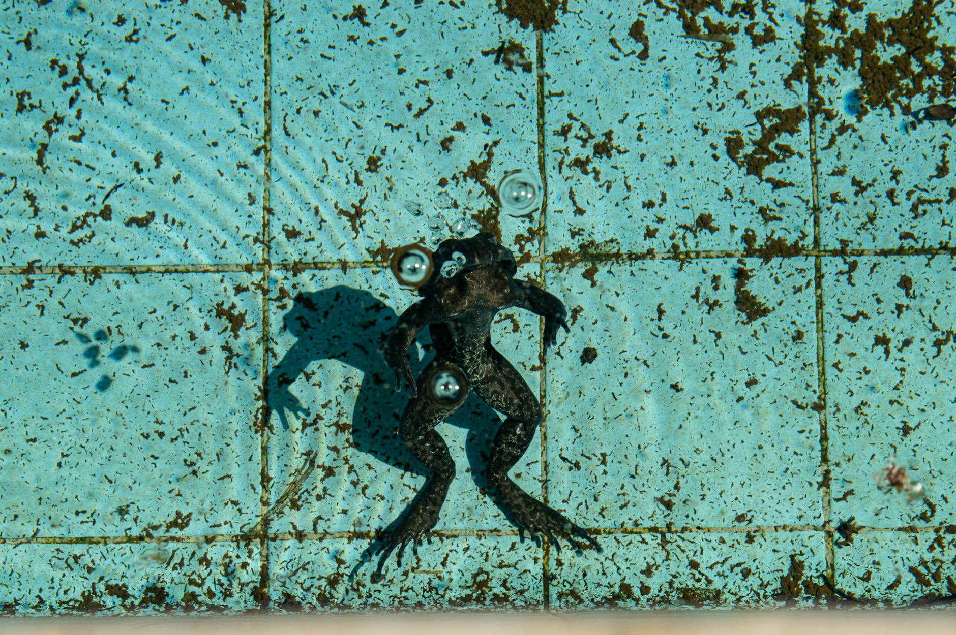 A severely green algae-filled swimming pool awaiting professional recovery service in Yuma Arizona